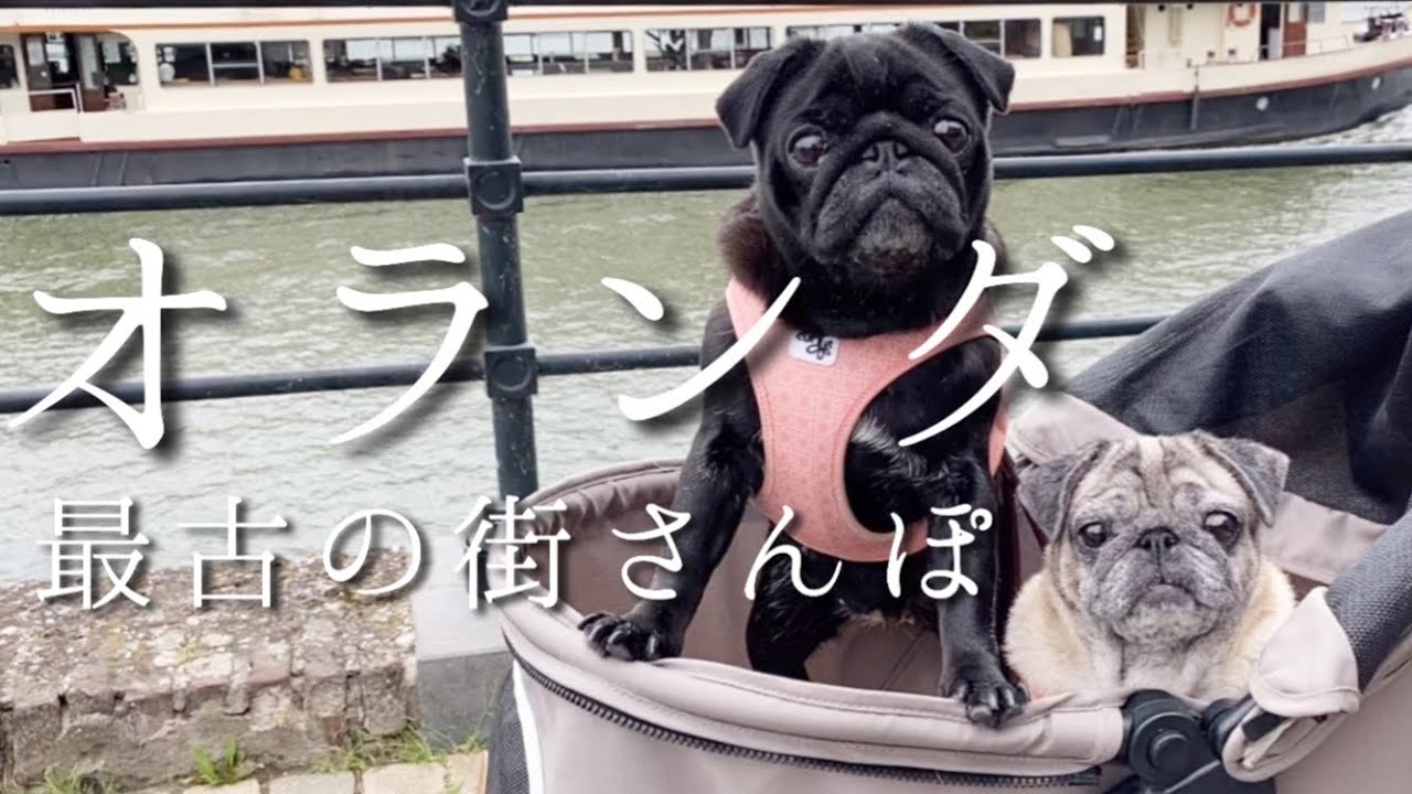 【ドイツ在住OLパグさん】海外出張!オランダ最古の街マーストリヒト|PUG DOGS in Maastricht【パグ犬 炭鈴】 - YouTube