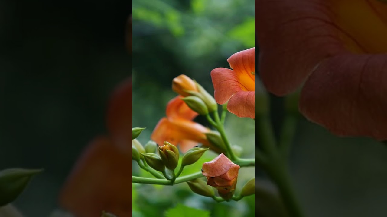 9 Agustus 2022 bunga terompet