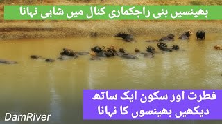 Buffaloes Enjoying A Royal Bath In C Peaceful Rural Scene Desi Buffalo Bathing Damriver