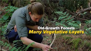 Exploring Old-Growth Forests: Many Vegetative Layers