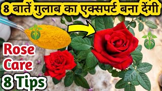 ROSE PLANT CARE/ROSE PLANT GROWING TIPS/SAVE ROSE PLANT/गुलाब की देखभाल कैसे करें /GULAB Ki Care.