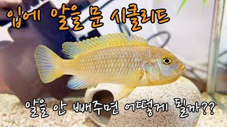 입에 알을 문 시클리드.. 알을 안 빼주면 어떻게 될까? | Malawi Cichlid Breeding Ep.1