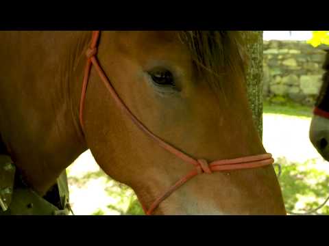 Vídeo: Trabalhando com cavalos de tração em uma pequena e sustentável fazenda