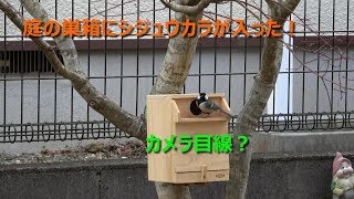 【4K】庭の巣箱にシジューカラが入った