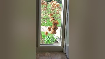 Robin knocking on window