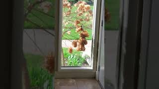 Robin knocking on window