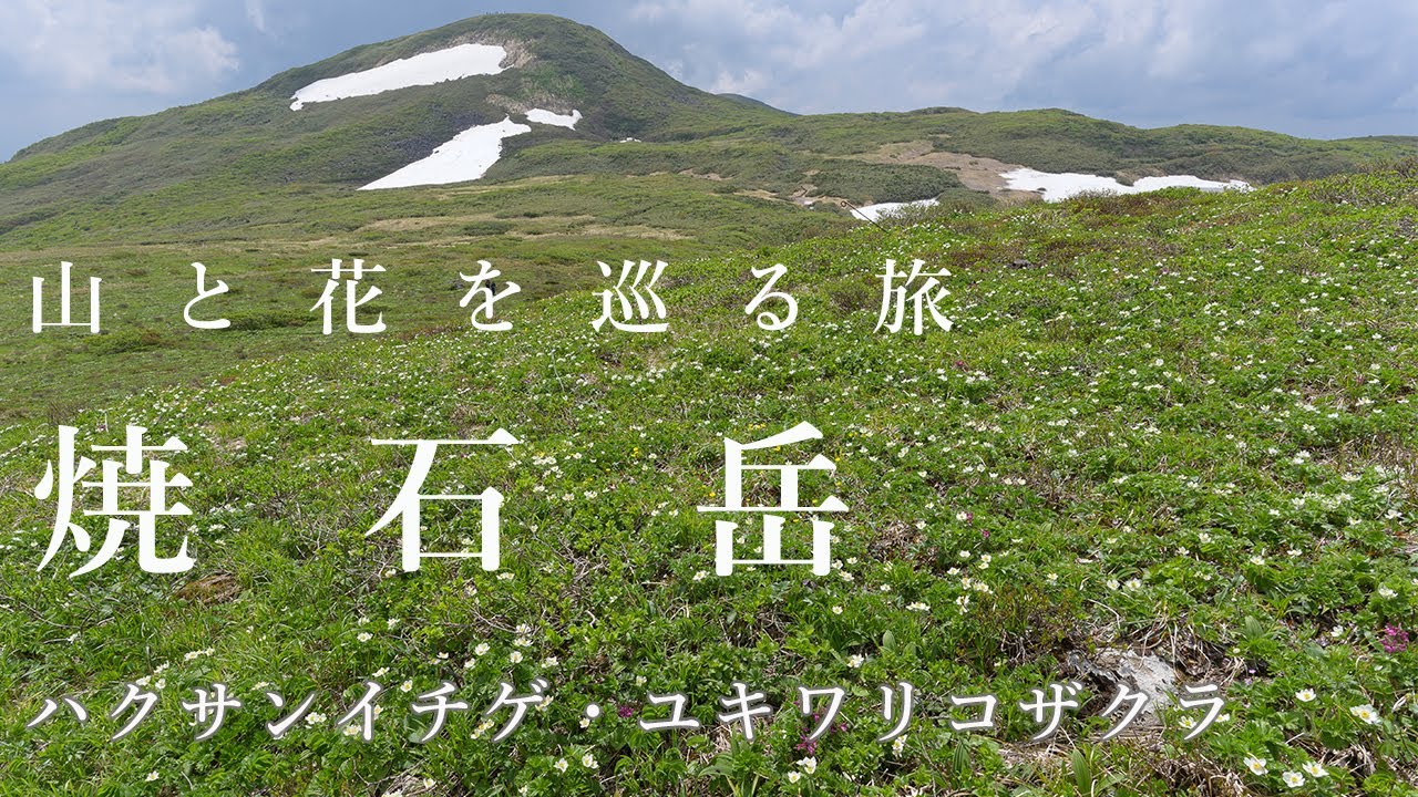 【登山】焼石岳（中沼登山口コース）ハクサンイチゲ咲き誇る東北の花の名山に登ってきました（ハクサンイチゲ・ユキワリコザクラ）