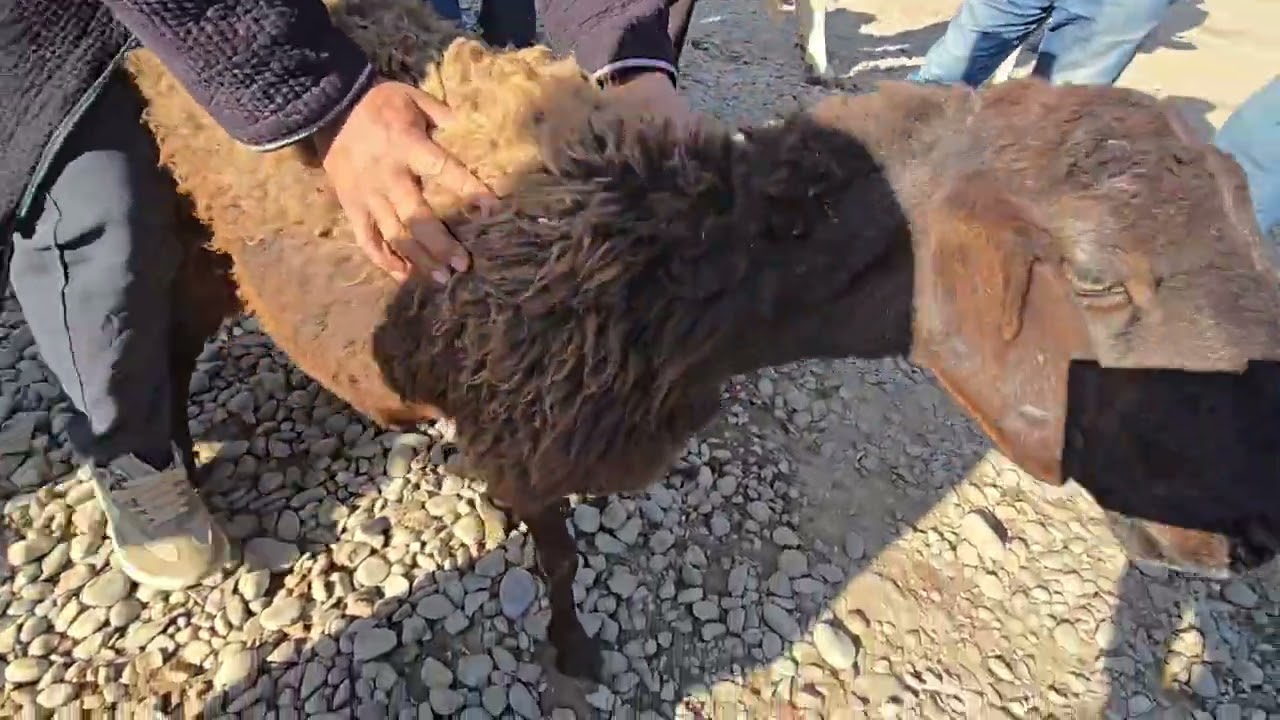 Olingan va qaytkan narxlar 