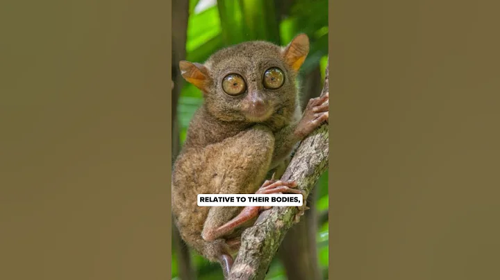 Tarsiers: The Animals with Eyes Bigger Than Their Brains