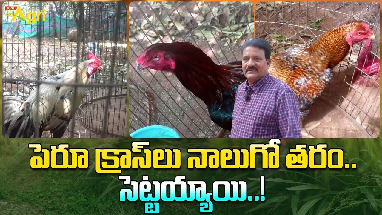Peru Cross Breed | పెరూ క్రాస్‌లు నాలుగో తరం.. సెట్టయ్యాయి..! Tone Agri