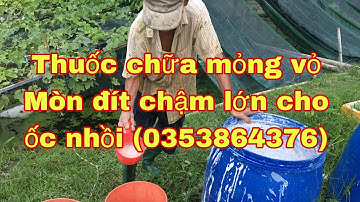 Ốc nhồi giống bị chết  hết  (0353864376 )khi tạt nước vôi  cách sử lý vôi khi tạt suống ao