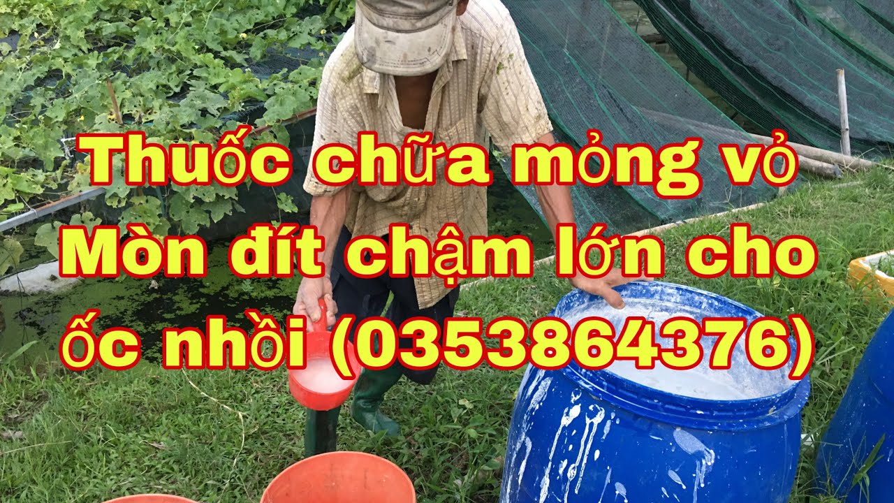 Ốc nhồi giống bị chết  hết  (0353864376 )khi tạt nước vôi  cách sử lý vôi khi tạt suống ao