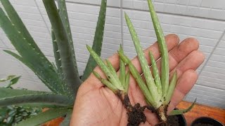 How To Grow Aloe Vera