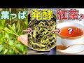 【検証】素人でも『お茶の木』から紅茶を作れるか？