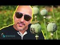 What is Opium Like? Opium Effects and Detox Info! | Beginnings Treatment