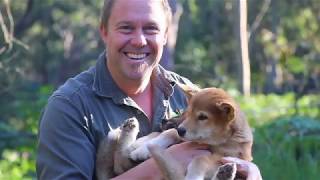 MEET THE DINGO PUPPIES! | Tim Faulkner