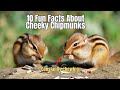 10 Facts About Chipmunks 🐿️ The Truth about The chipmunks 🐿️ #chipmunks