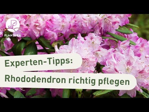 Video: Rhododendron. Wachsend. Merkmale der Pflege