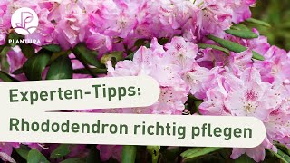 Rhododendron Pflege: Rhododendron dngen, ausbrechen & gieen  (Experten-Tipps)