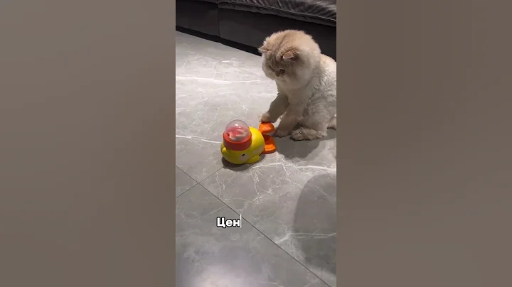 Больше артикулов в ТГ #wb #вайлбериз #cat #вайлдберриз #обзорывб #находкиwb #находкисвб #валберис