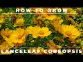 Coreopsis  complete grow and care guide