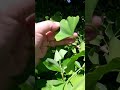 Voilà L Arbre Du Ginkgo Biloba جينكو بيلوبا 