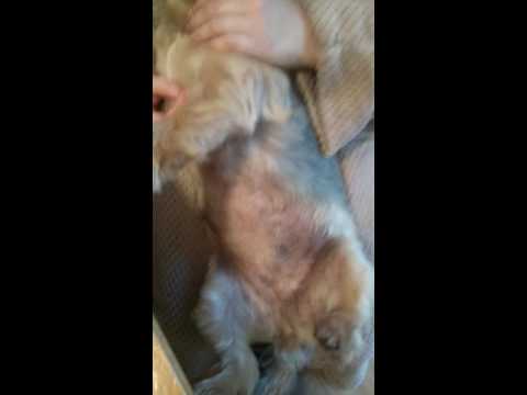 Staph infection Dog/Cat  Bacterial and yeast infections Food allergy