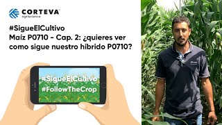 #SigueElCultivo Maíz P0710 Navarra Cap. 2: Evolución del híbrido tras la polinización y fecundación