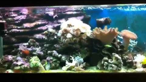 Paul talbot gives you a coral tour of a very old tank by ma