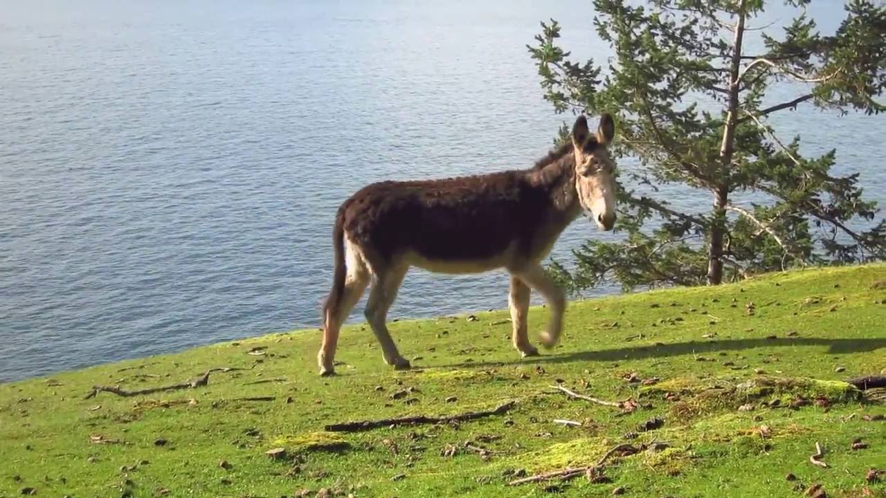 Dave McGraw & Mandy Fer, NEW ALBUM, 'off-grid lo-fi'