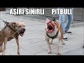 AŞIRI SİNİRLİ PİTBULL ( Yanına Kimseyi Yaklaştırmıyor ) Pitbull guard, Aggressive Dog