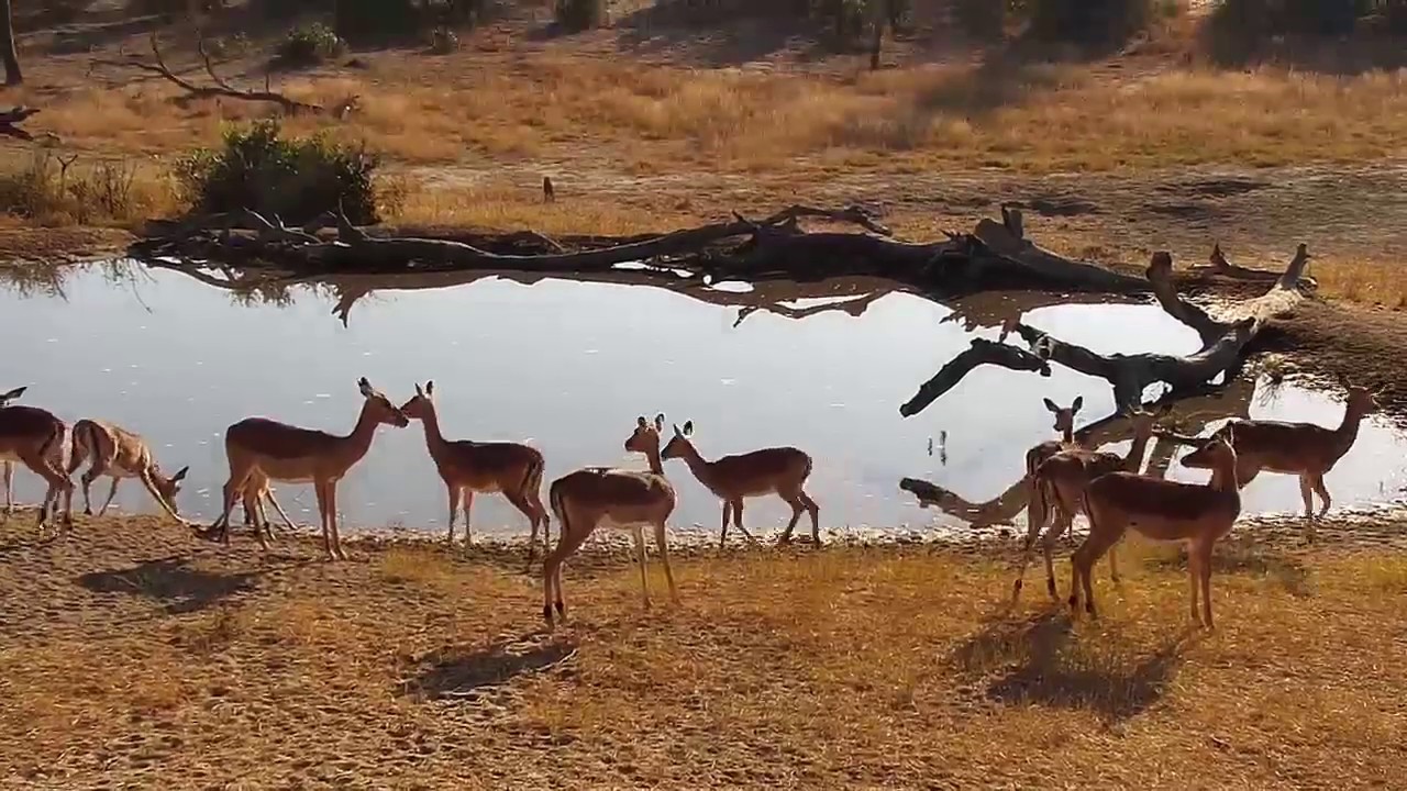 camera iphone 8 plus apk Djuma: Impalas - 08:26 - 07/15/19