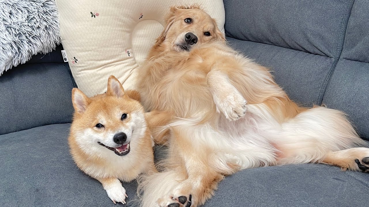 自分の事を完全に人間だと思い込んでいるゴールデンレトリバーが存在感を発揮してくるとこうなります...