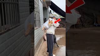 Smart Boy Saved Dog From Mud 😳🐶 |#shortsfeed #trending