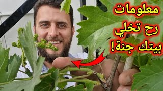 بهاي الطريقة رح تحافظ على صحة نباتاتك وتمنع عنها الأمراض وتجعلها منعنشة طول العام!🪴🌳