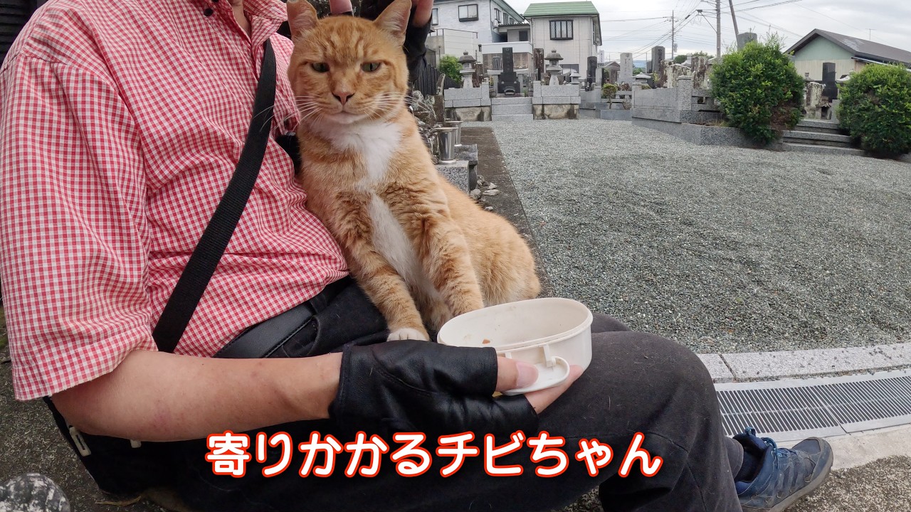 今日のチビちゃん26713 #野良猫チビちゃん #茶トラ - YouTube