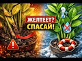 Замиокулькас желтеет 8 причин и как спасти переливгнильхолод.