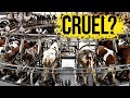 The cruel reality of dairy farms  is drinking cow milk ethical  milk production  endevr explains