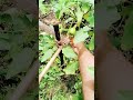 আমাৰ ঘৰৰ ঔষধি গাছ আৰু শাক পাচলি বোৰ|