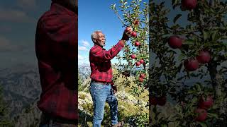 Plucking apple      #aiasmr #aivideo #fruit #ai #aiworld #apple #youtubeshorts #shorts