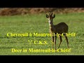 Ref:GmgWaEWiDdo   chevreuil � montreuil-le-ch�tif - deer in montreuil-le-ch�tif - c.k.s. #roedeer #chevreuil #sarthe