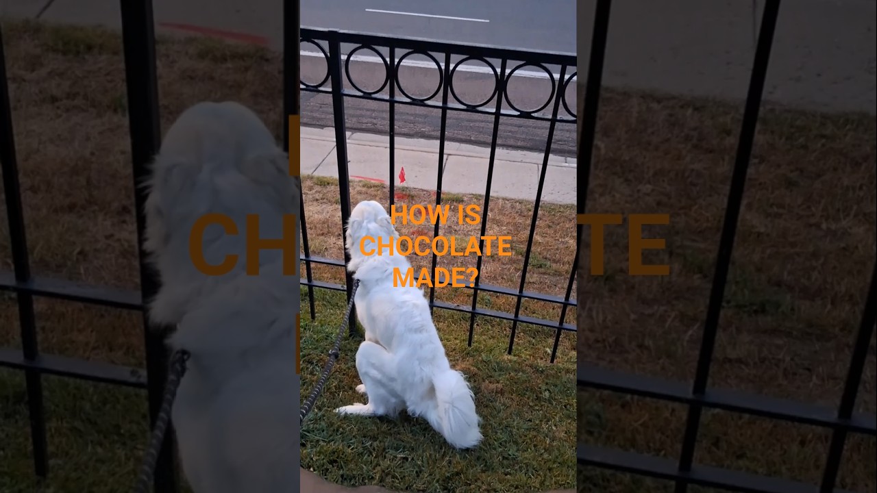 HOW CHOCOLATE IS REALLY MADE