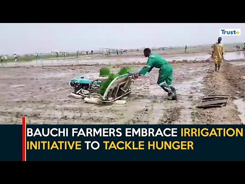 Boosting Food Security: Bauchi Farmers Embrace Irrigation Initiative To Tackle Hunger