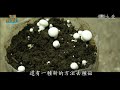 【菇生不惜】永續養菇-米大菇食 農試所 農業廢棄物