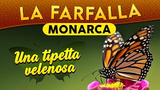 La Farfalla monarca: una tipetta velenosa ► Puntata 199