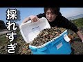 海藻まみれ、カキまみれの海岸で、アサリが無限に沸いていた。