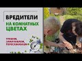 Вредители цветов. Ульвия спешит на помощь. Моя цветочная рабыня в деле.