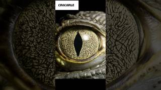 Animals eyes magnified view💀👀⚠️‼️#shorts #fact #phobia #share