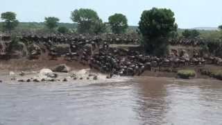 River Crossings Serengeti  Tansania 2013