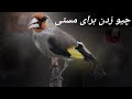 چیو زدن سایره ماده برای مستی سهره 2022    